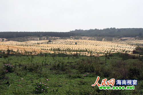 文昌開采鈦礦已經(jīng)有多年，目前中國每年鈦材年需求量在二點(diǎn)五至三萬噸，而國內(nèi)年鈦產(chǎn)量只有一千五百至兩千噸，市場缺口巨大。在國內(nèi)市場上，一噸鈦金屬粉的價(jià)格是六十萬元人民幣，國際市場更高達(dá)每噸八十萬美元。正是因?yàn)殁伒V的極大利潤，才讓很多人對(duì)挖采鈦礦趨之若鶩。