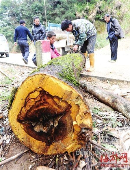 被砍的樹木被村民追回。