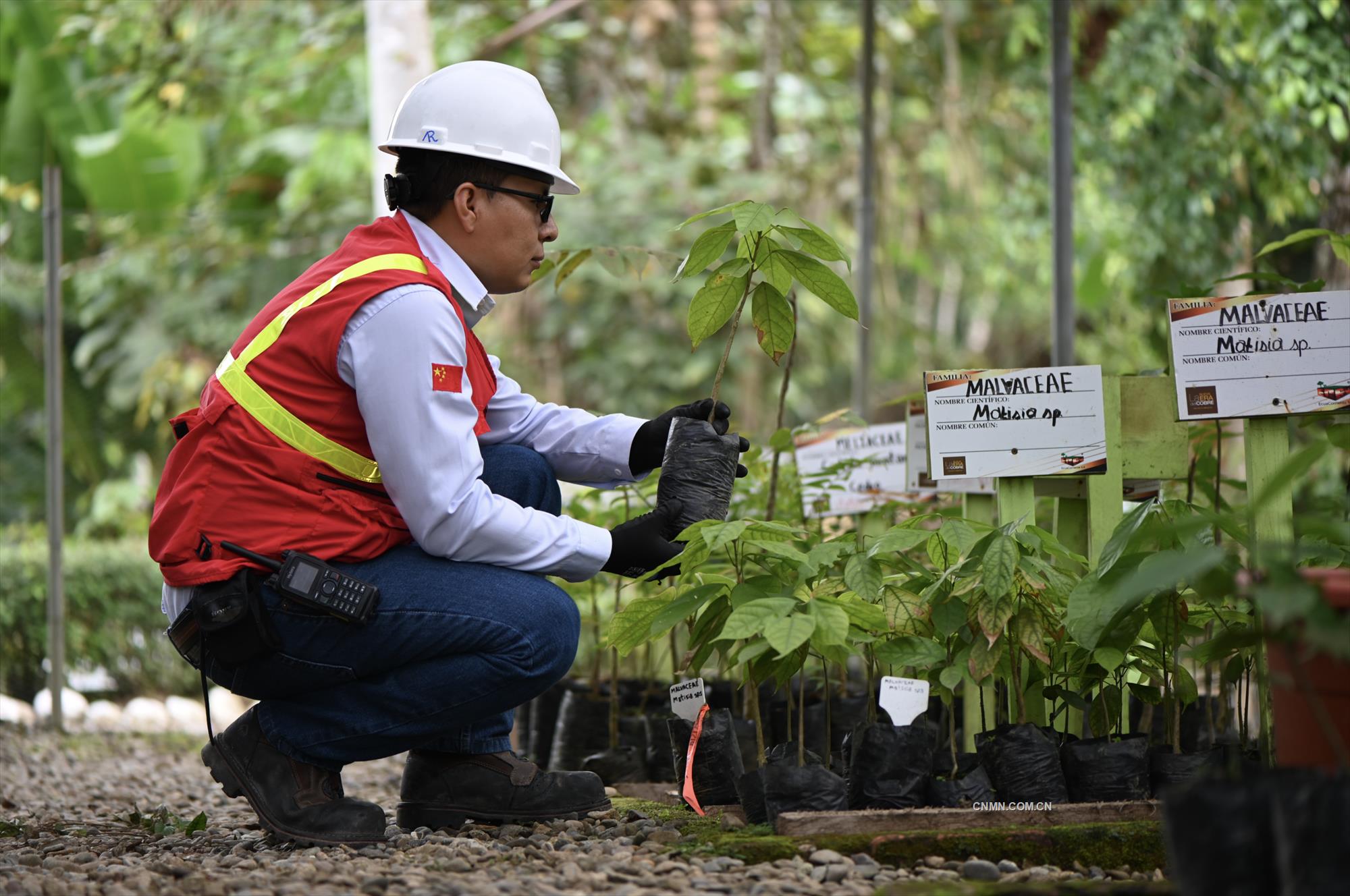 米拉多銅礦員工將稀有的植物移種到植物園。